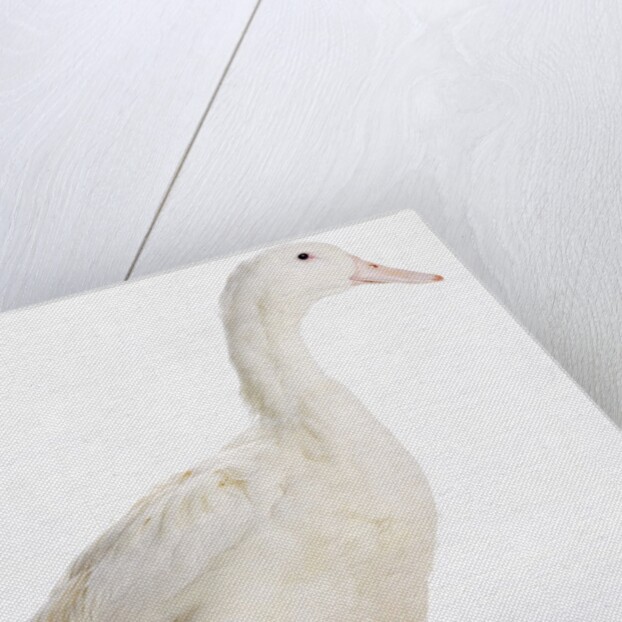 Aylesbury Duck by Anonymous