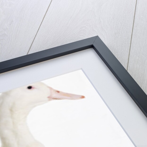 Aylesbury Duck by Anonymous