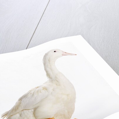 Aylesbury Duck by Anonymous