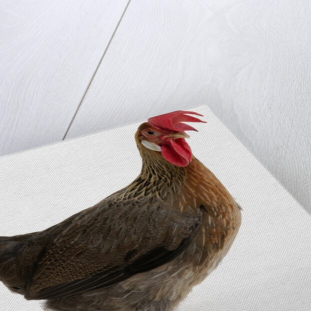 Leghorn by Anonymous