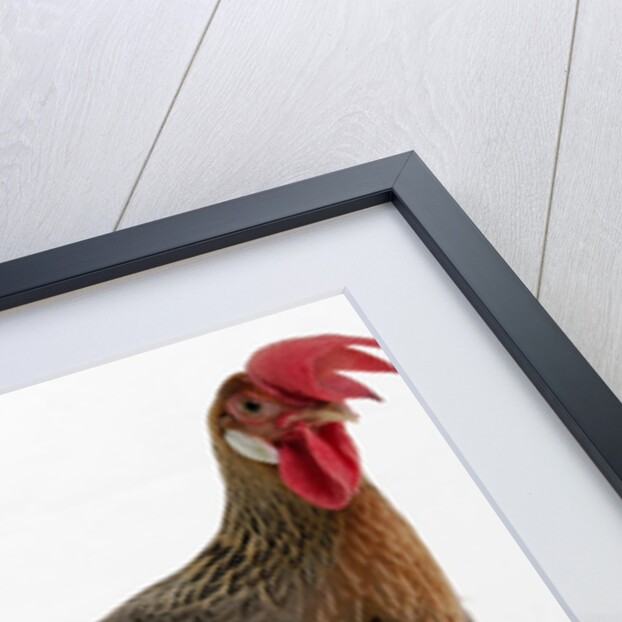 Leghorn by Anonymous