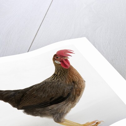 Leghorn by Anonymous