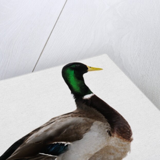 Roen Duck by Anonymous