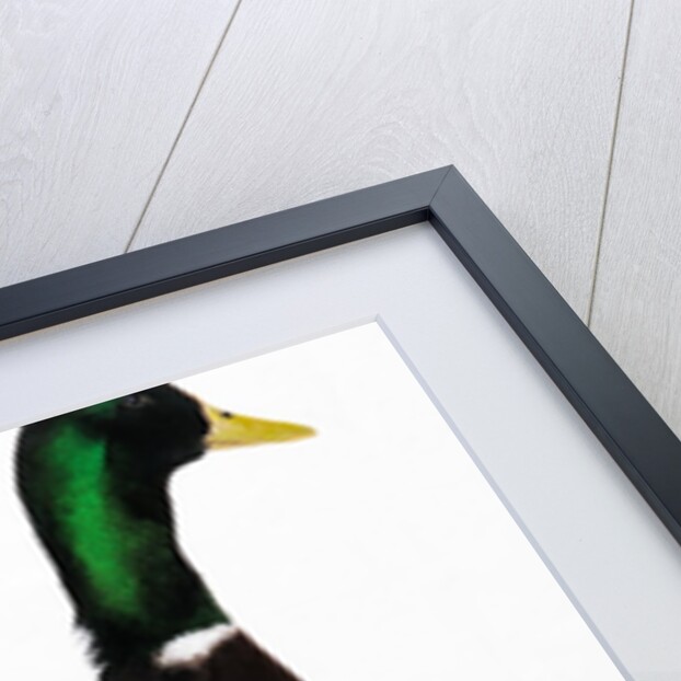 Roen Duck by Anonymous
