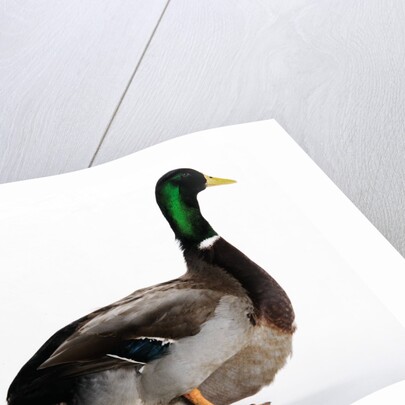 Roen Duck by Anonymous