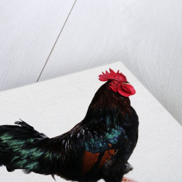 Sussex Bantam by Anonymous