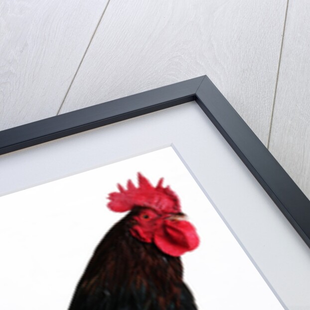 Sussex Bantam by Anonymous