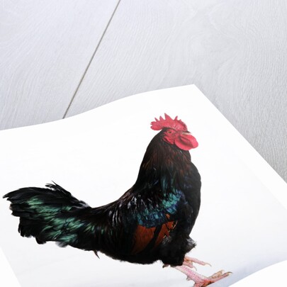Sussex Bantam by Anonymous