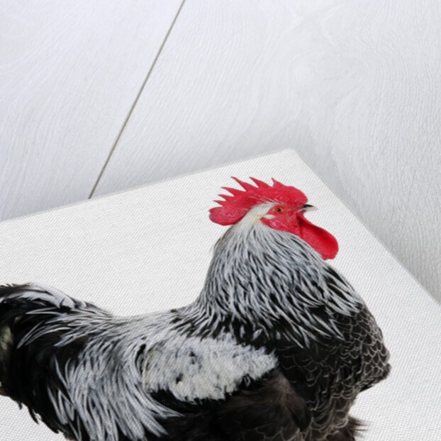 Sussex Bantam by Anonymous