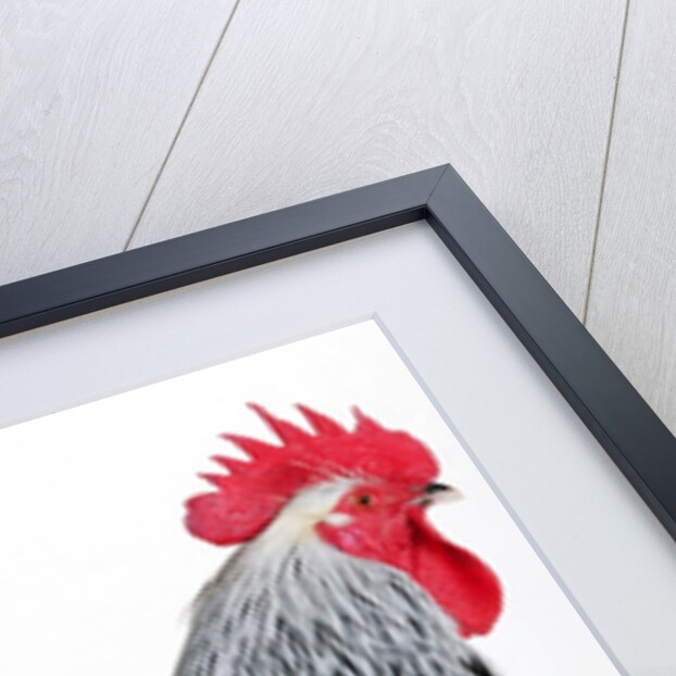 Sussex Bantam by Anonymous