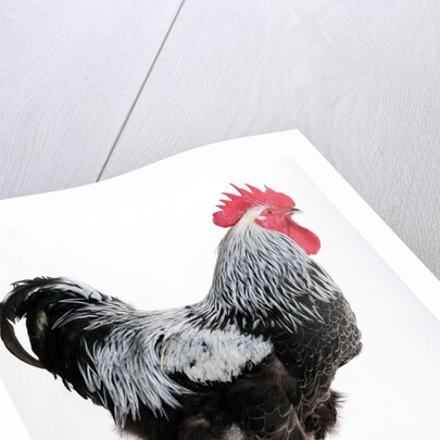 Sussex Bantam by Anonymous