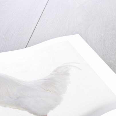 Sussex Bantam by Anonymous