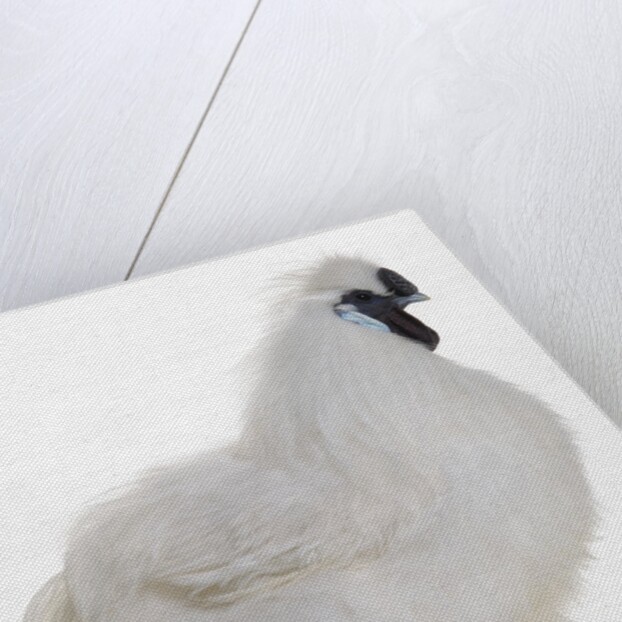 Silkie by Anonymous