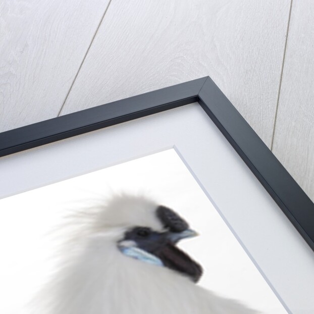 Silkie by Anonymous