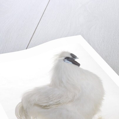 Silkie by Anonymous