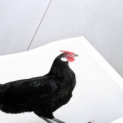 Hamburg/Hamburgh by Anonymous