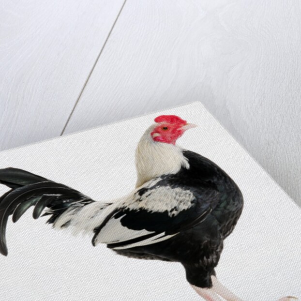 Old English Game Bantam by Anonymous