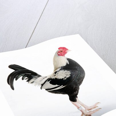 Old English Game Bantam by Anonymous
