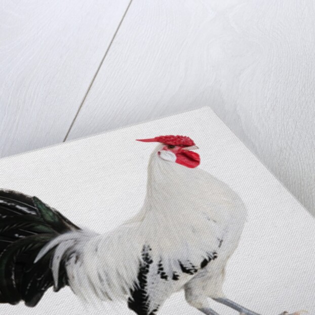 Hamburg/Hamburgh by Anonymous