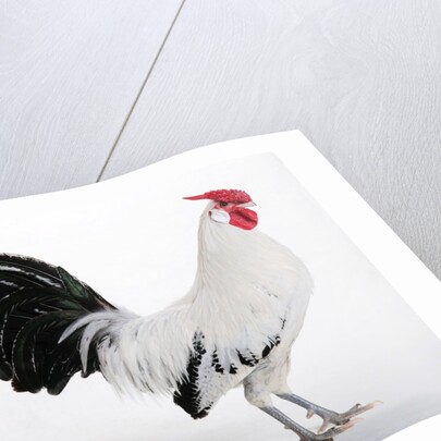 Hamburg/Hamburgh by Anonymous