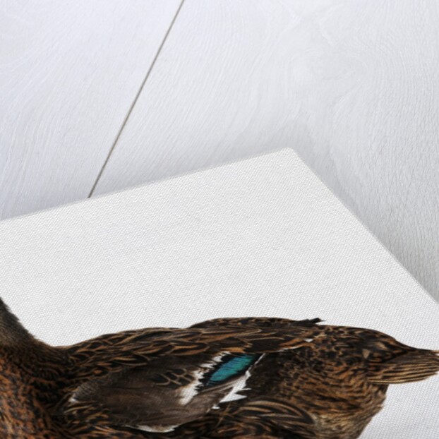 Rouen Duck by Anonymous