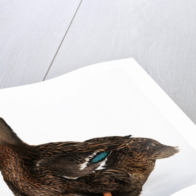 Rouen Duck by Anonymous