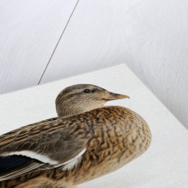 Roen Clair Duck by Anonymous