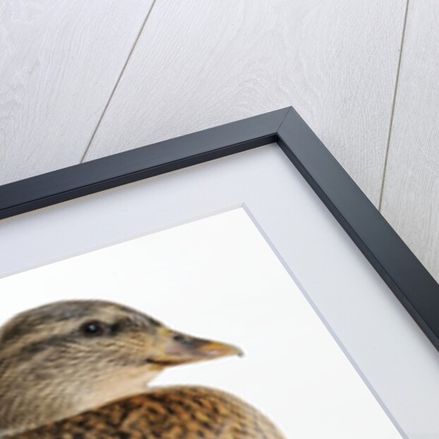 Roen Clair Duck by Anonymous