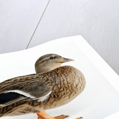 Roen Clair Duck by Anonymous