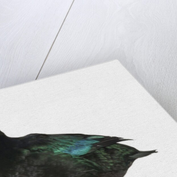 Cayuga Duck by Anonymous