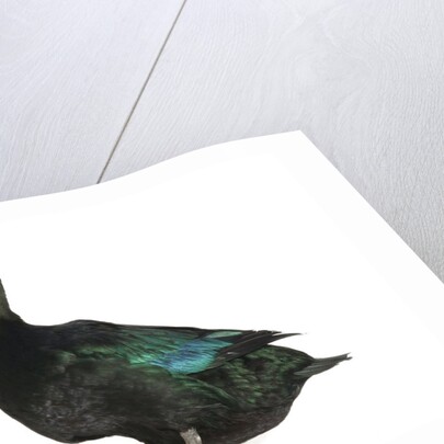 Cayuga Duck by Anonymous