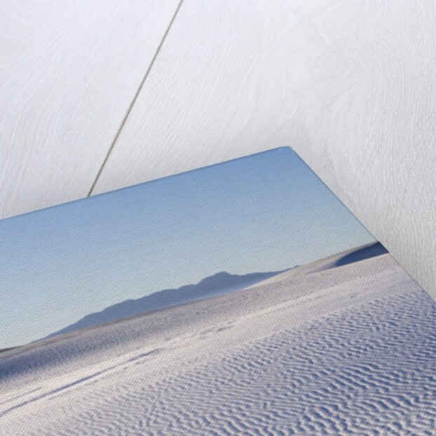 Sand Dune Patterns and Yucca Plants by Anonymous