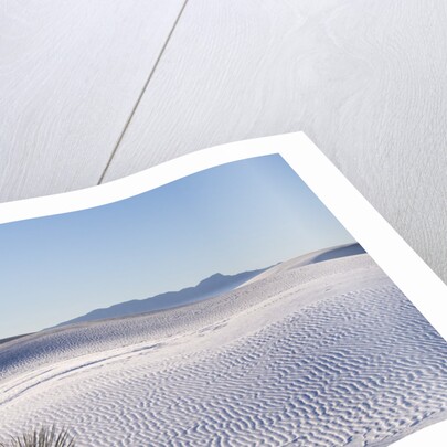 Sand Dune Patterns and Yucca Plants by Anonymous