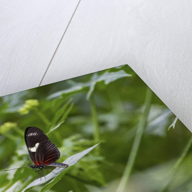 Longwing Butterfly by Anonymous