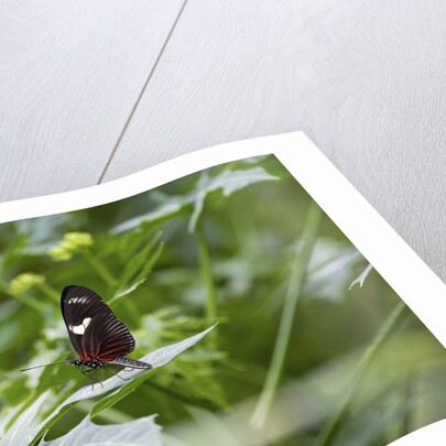 Longwing Butterfly by Anonymous