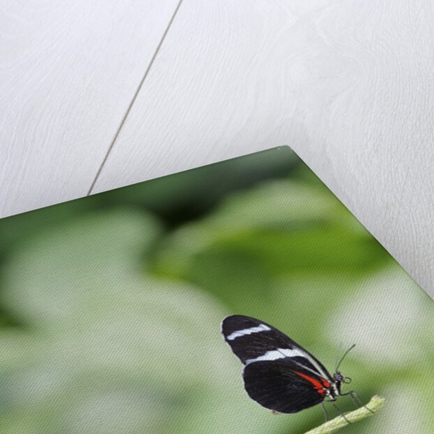 Longwing Butterfly by Anonymous