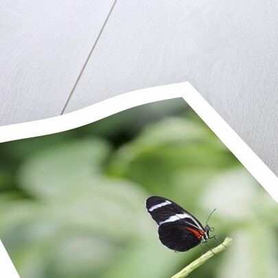 Longwing Butterfly by Anonymous
