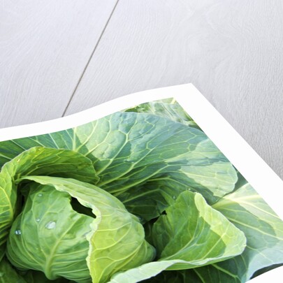 Vegetable garden by Anonymous