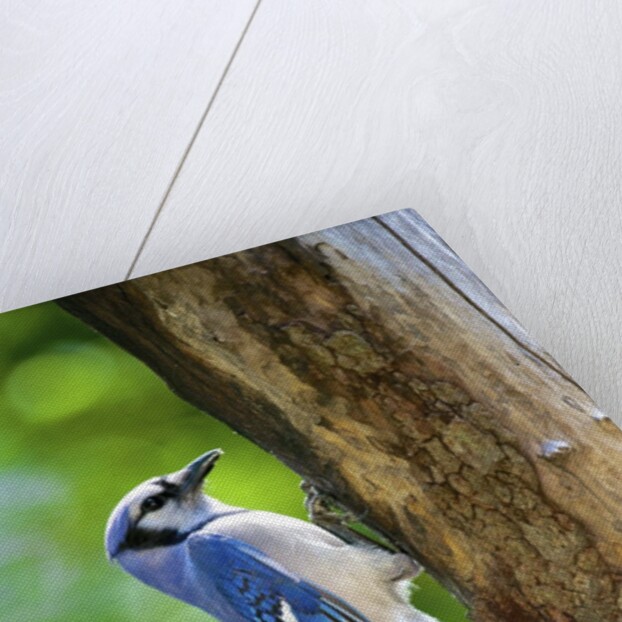 Blue Jay by Anonymous