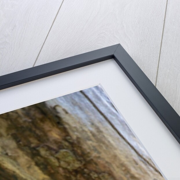 Blue Jay by Anonymous