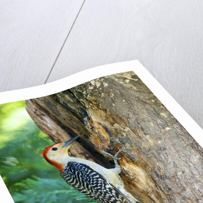 Red-bellied Woodpecker by Anonymous