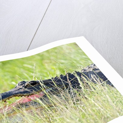 American Alligator by Anonymous