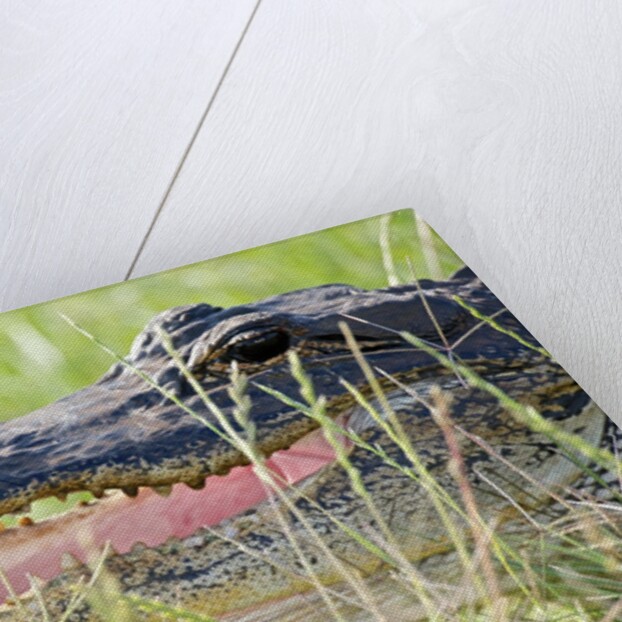 American Alligator by Anonymous