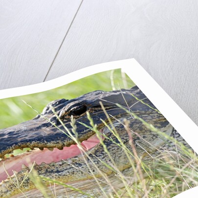 American Alligator by Anonymous
