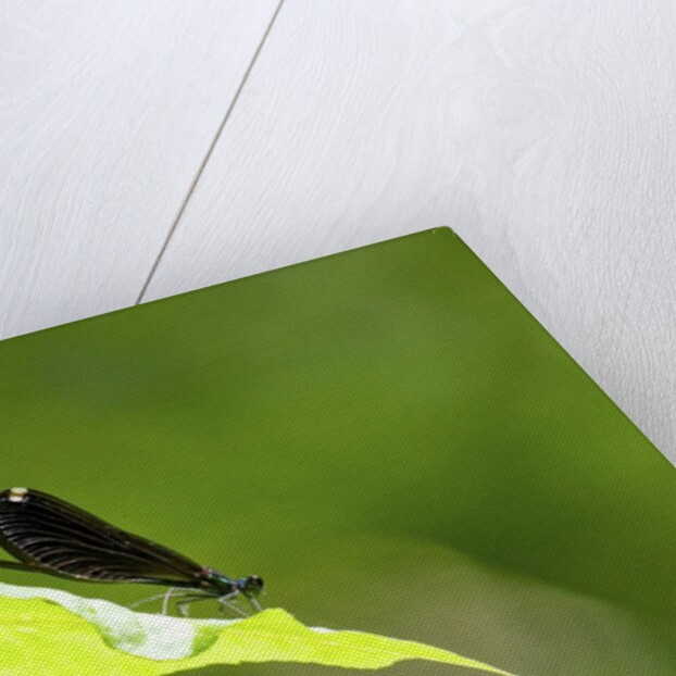 Damsel Fly by Anonymous