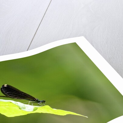 Damsel Fly by Anonymous