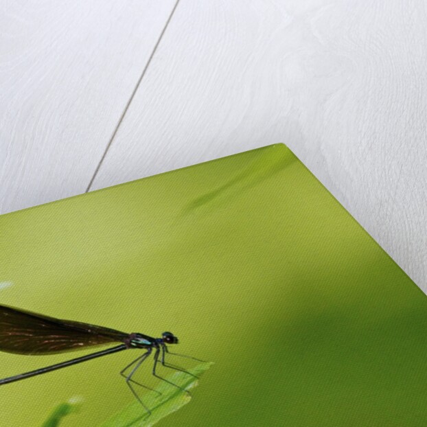 Damsel Fly by Anonymous