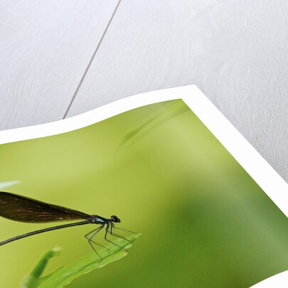 Damsel Fly by Anonymous
