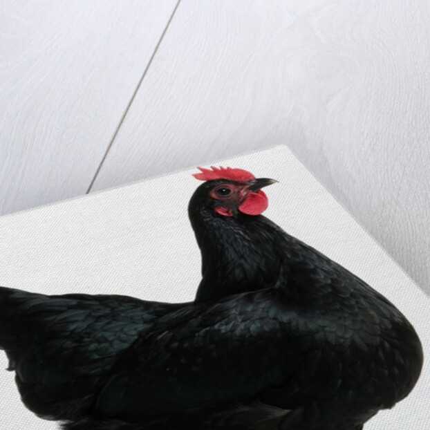 Langshan Bantam by Anonymous