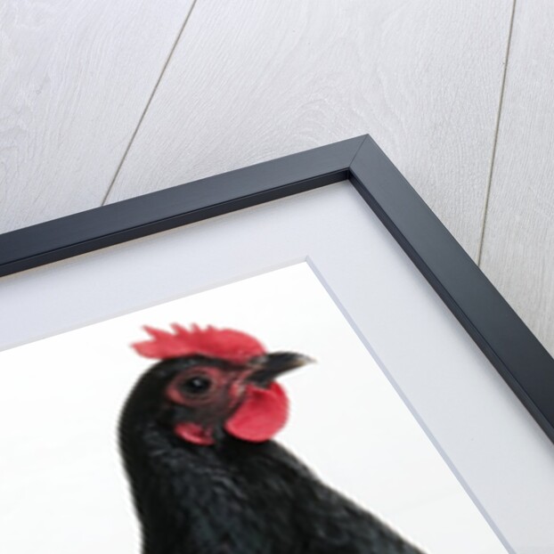 Langshan Bantam by Anonymous